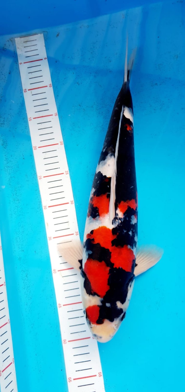 Juara 2