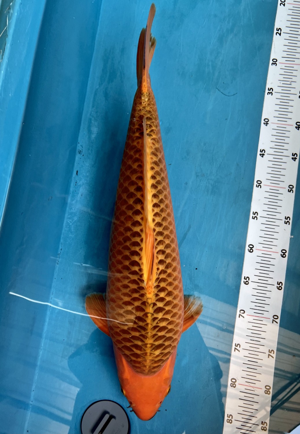 Best In Size E, 51 - 55 cm
