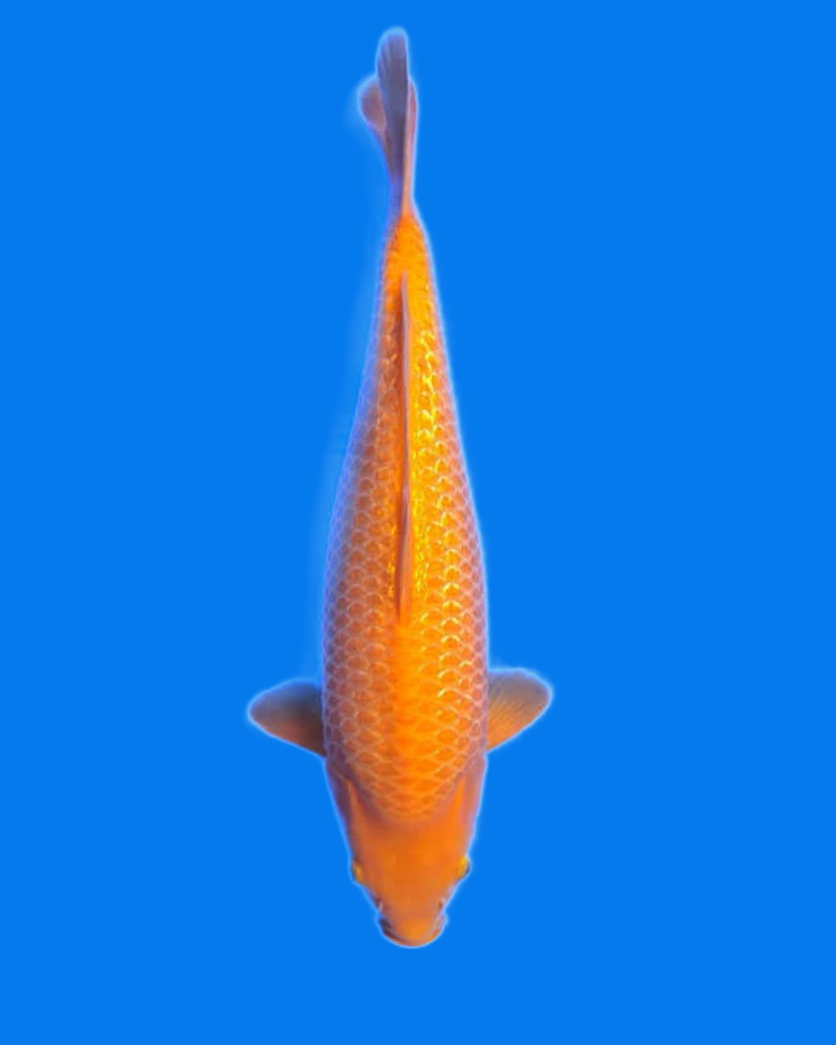 Juara 1