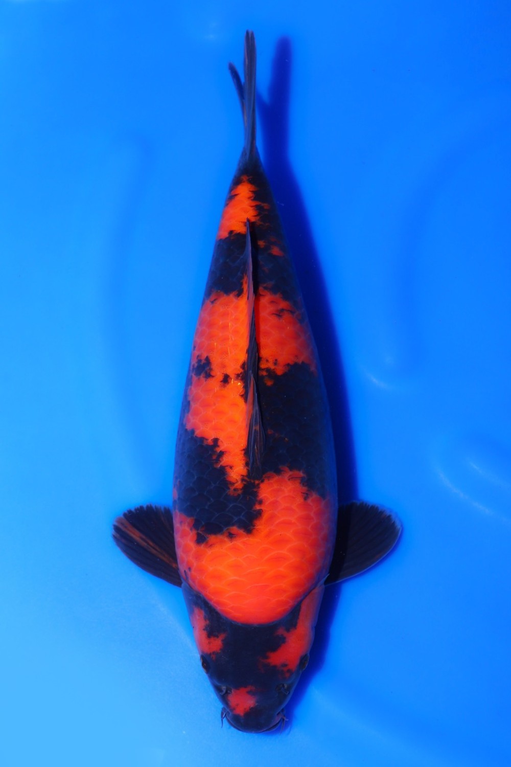 Juara 1