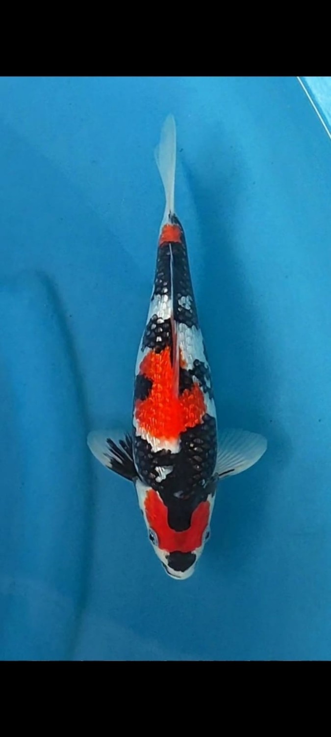 Juara 2