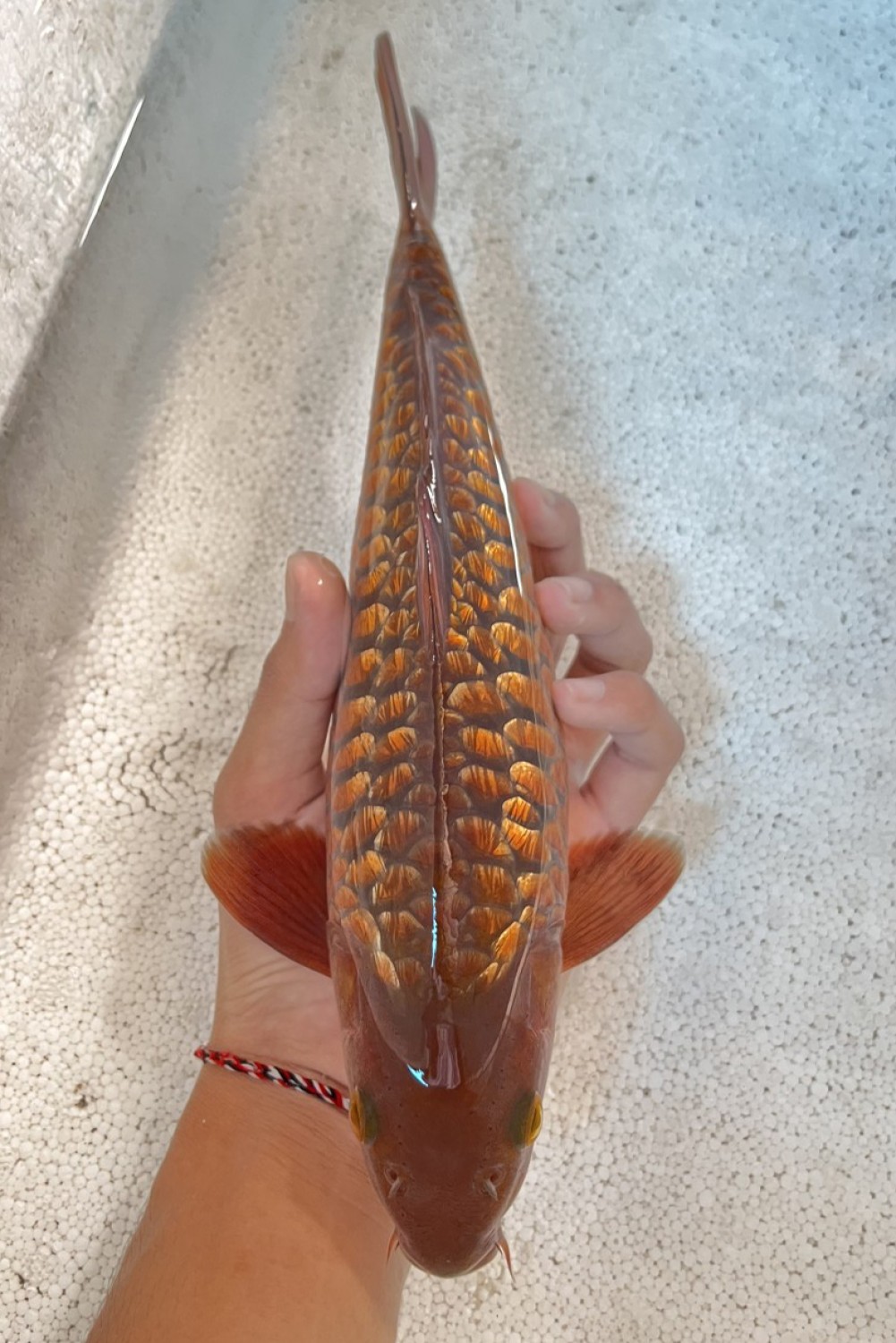 Juara 4