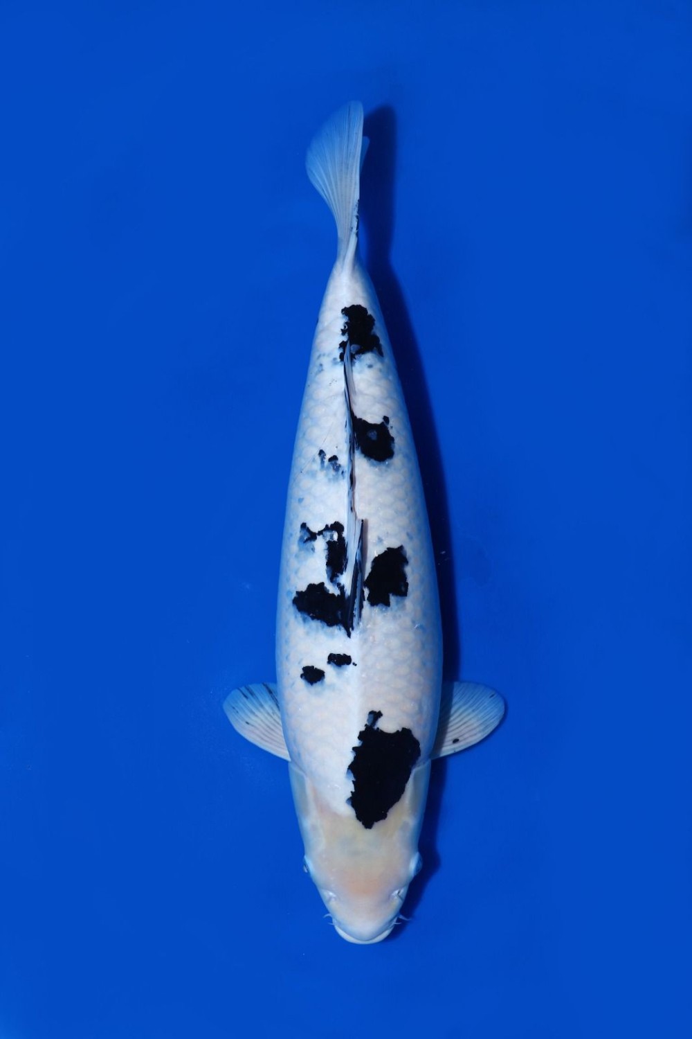 Juara 1