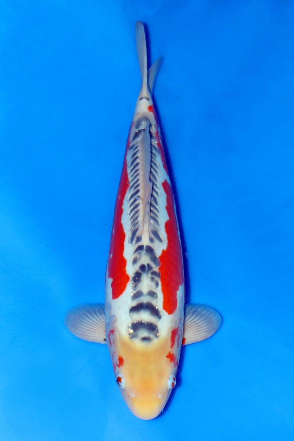 Juara 2