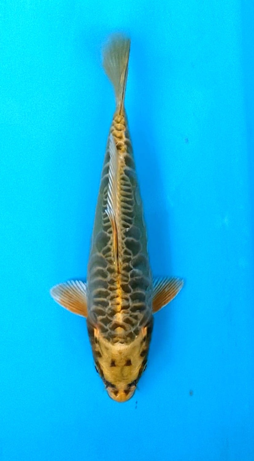 Juara 3
