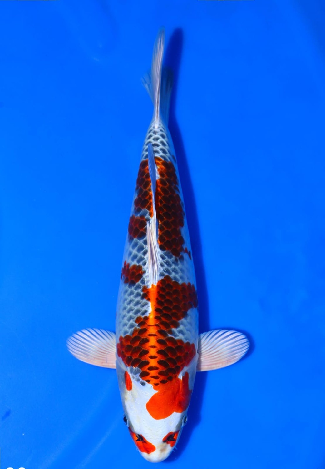Juara 2