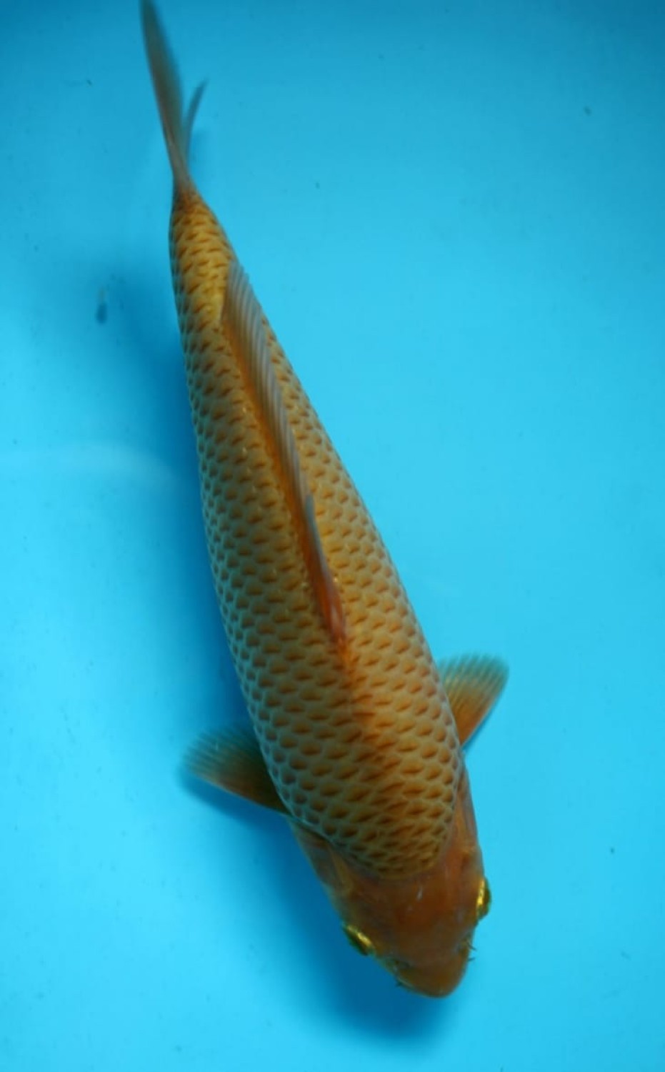 Best In Size E, 21 - 25 cm