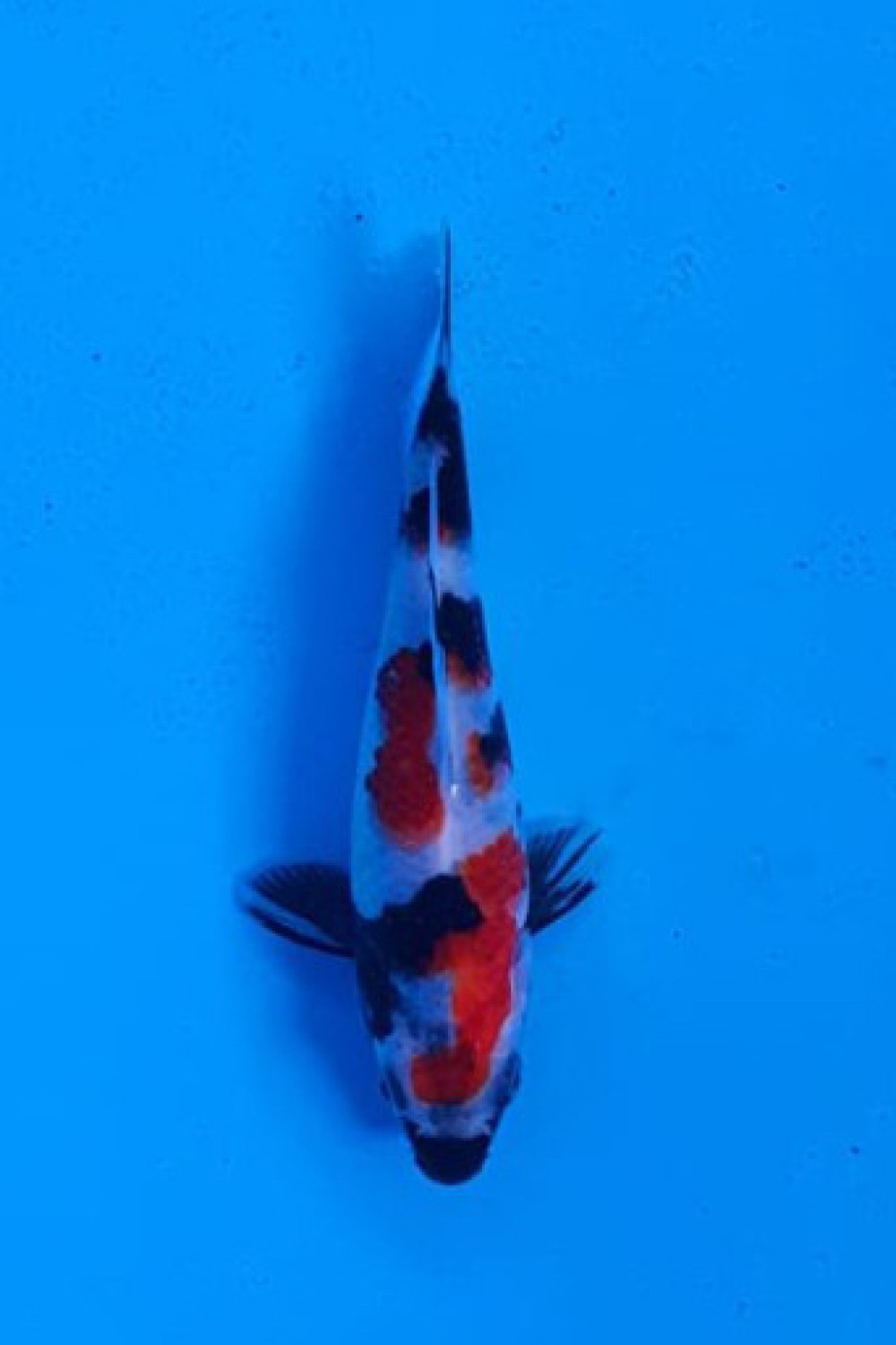 Juara 5