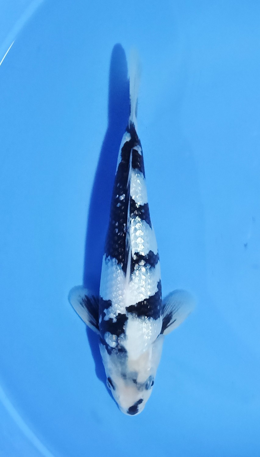 Juara 2