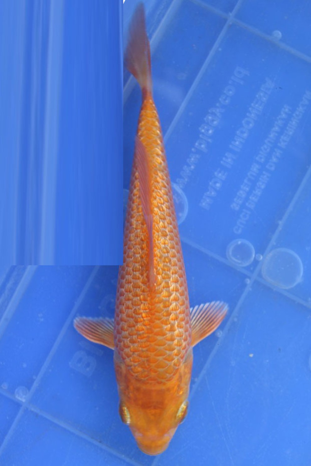 Juara 2