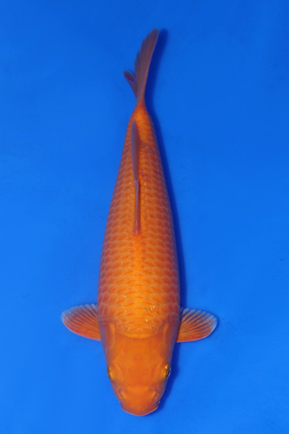 Juara 5