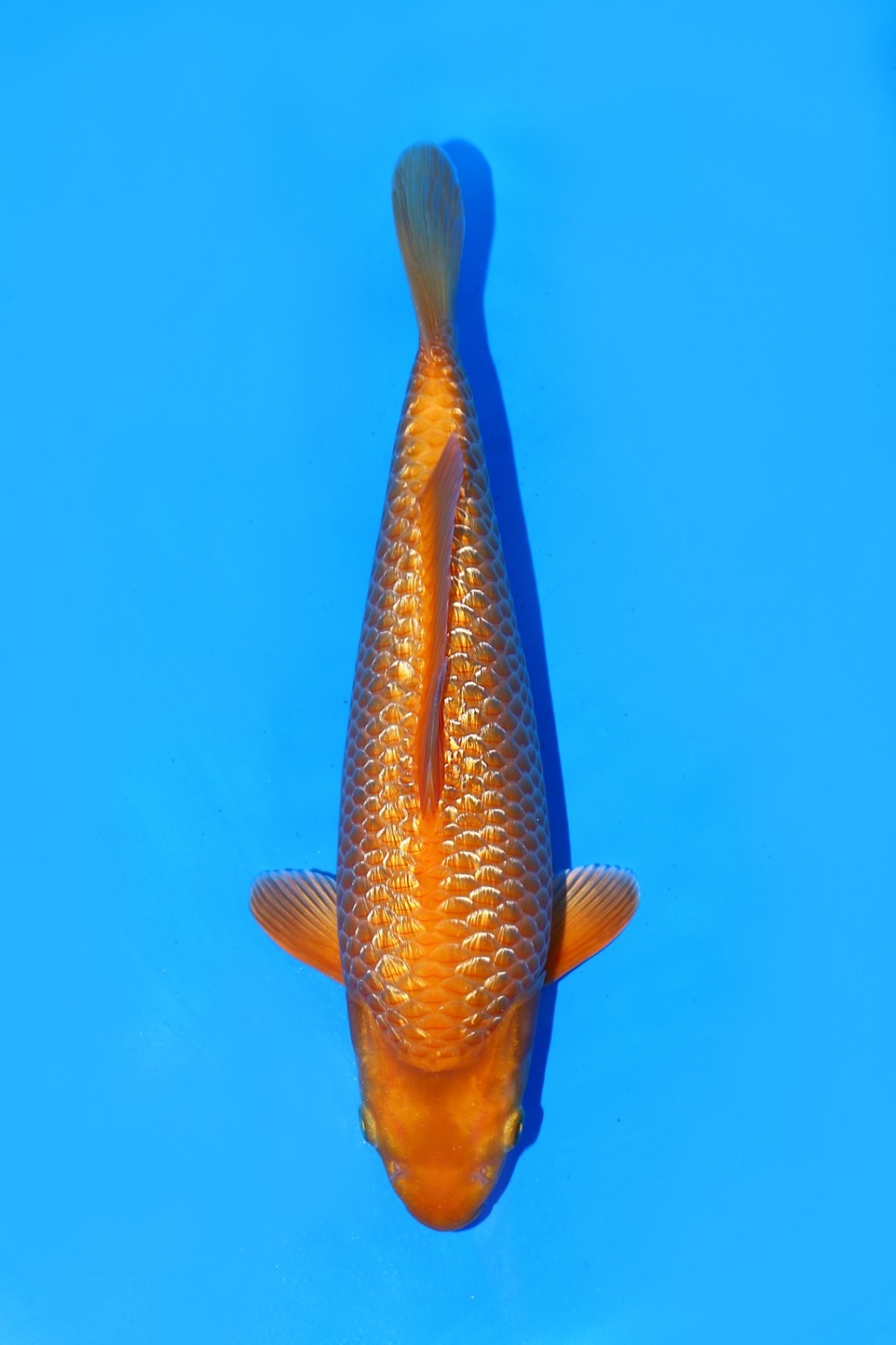 Juara 5