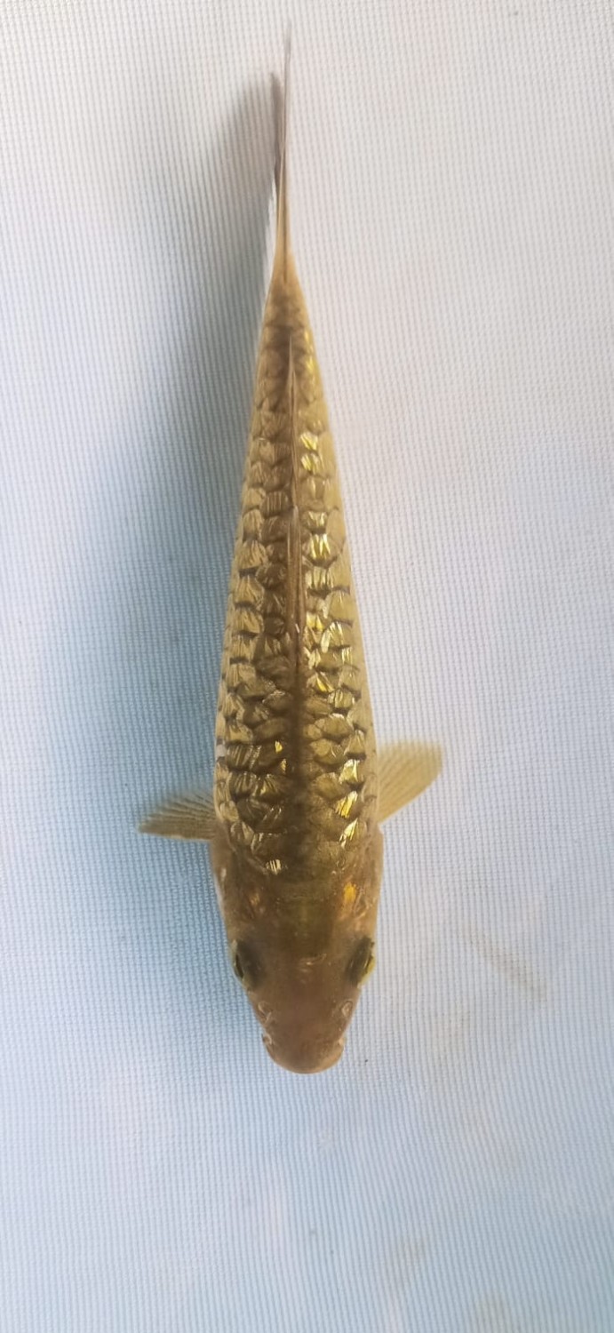 Juara 1