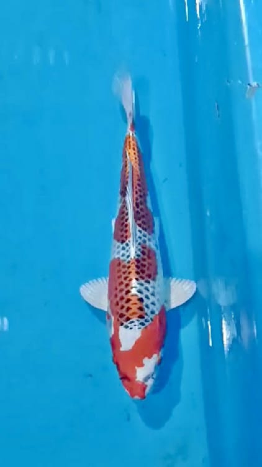 Juara 1