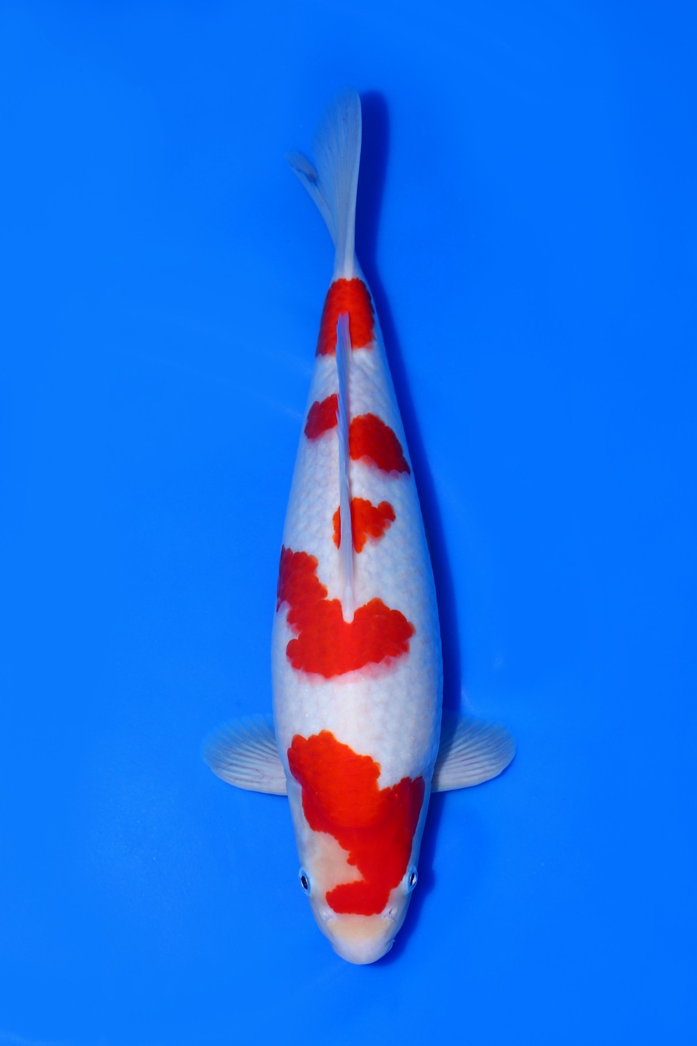 Juara 1
