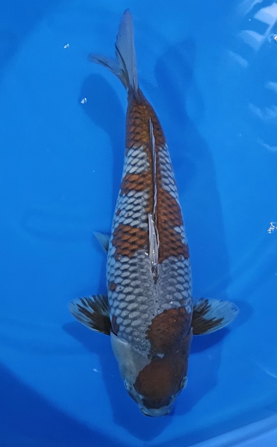 Juara 1