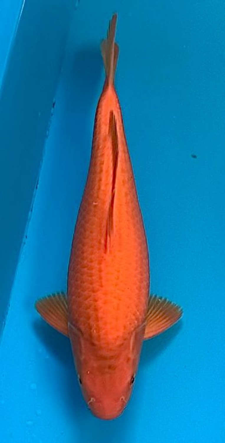 Juara 5