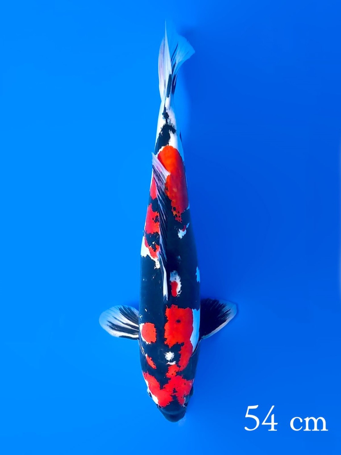 Juara 4