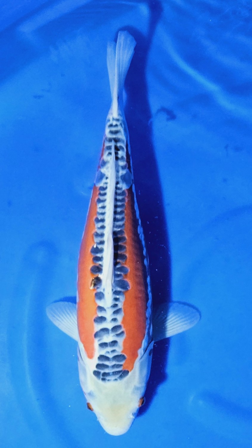 Juara 1