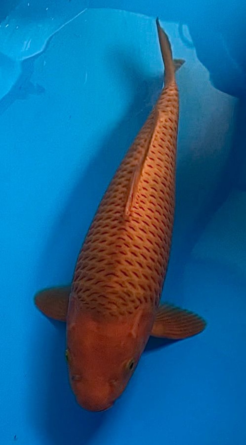 Juara 2