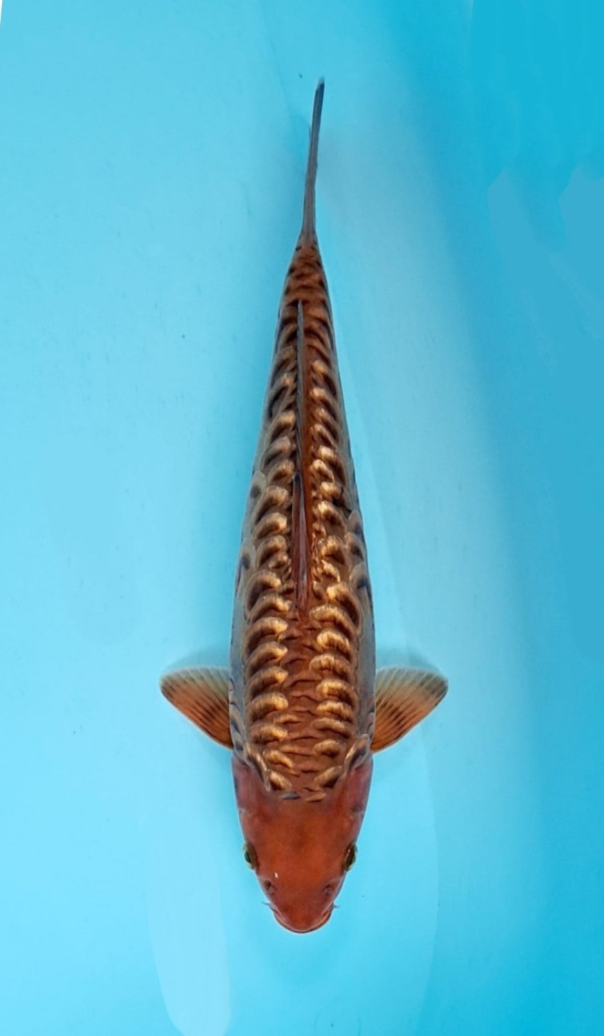 Juara 2
