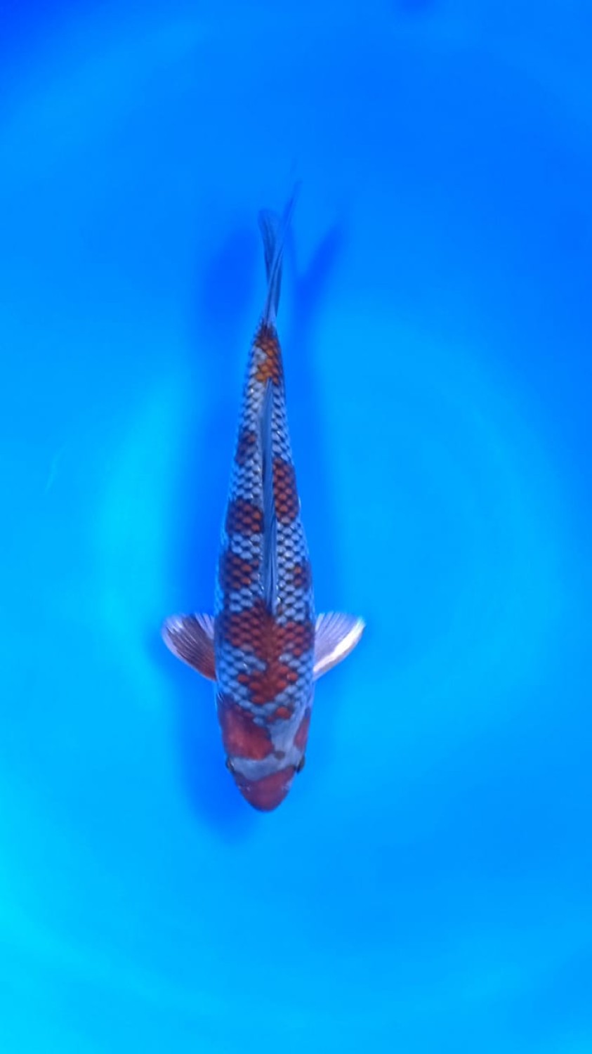 Juara 1