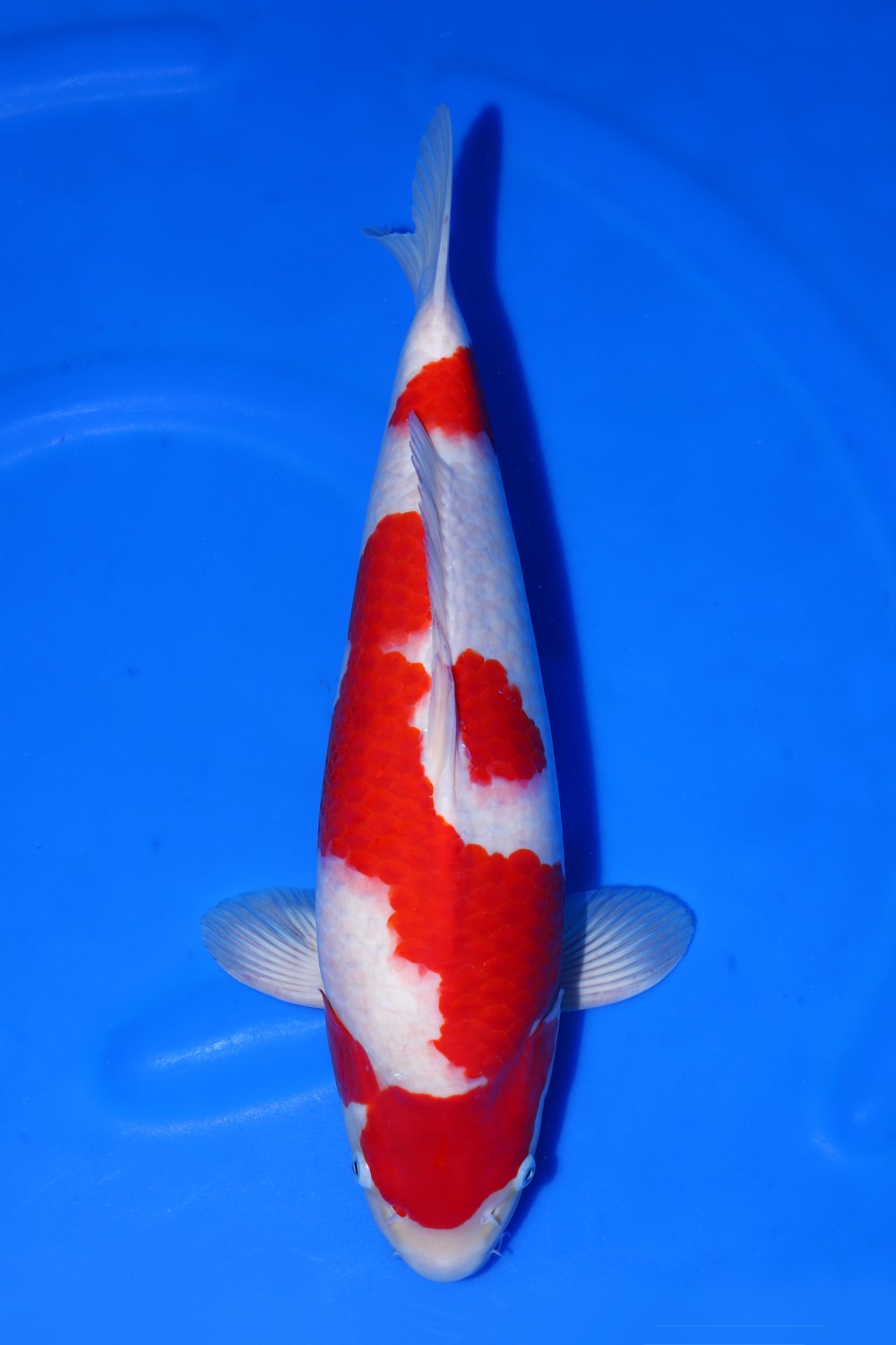 Juara 1
