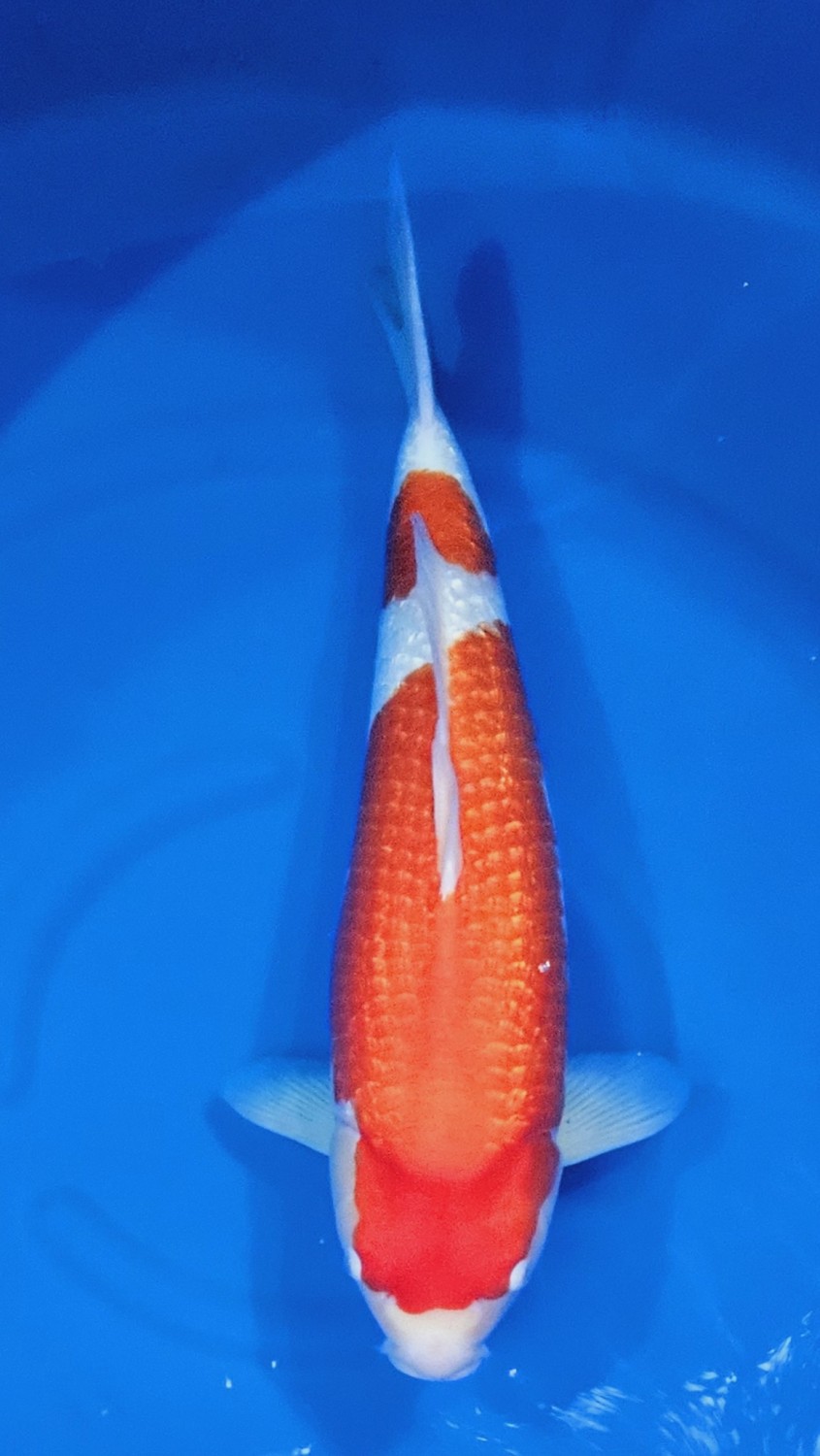 Juara 2