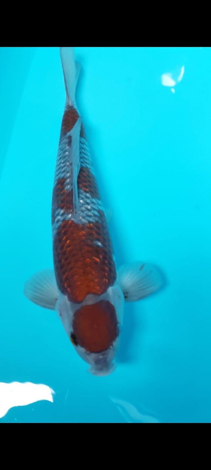 Best In Size C, 36 - 40 cm