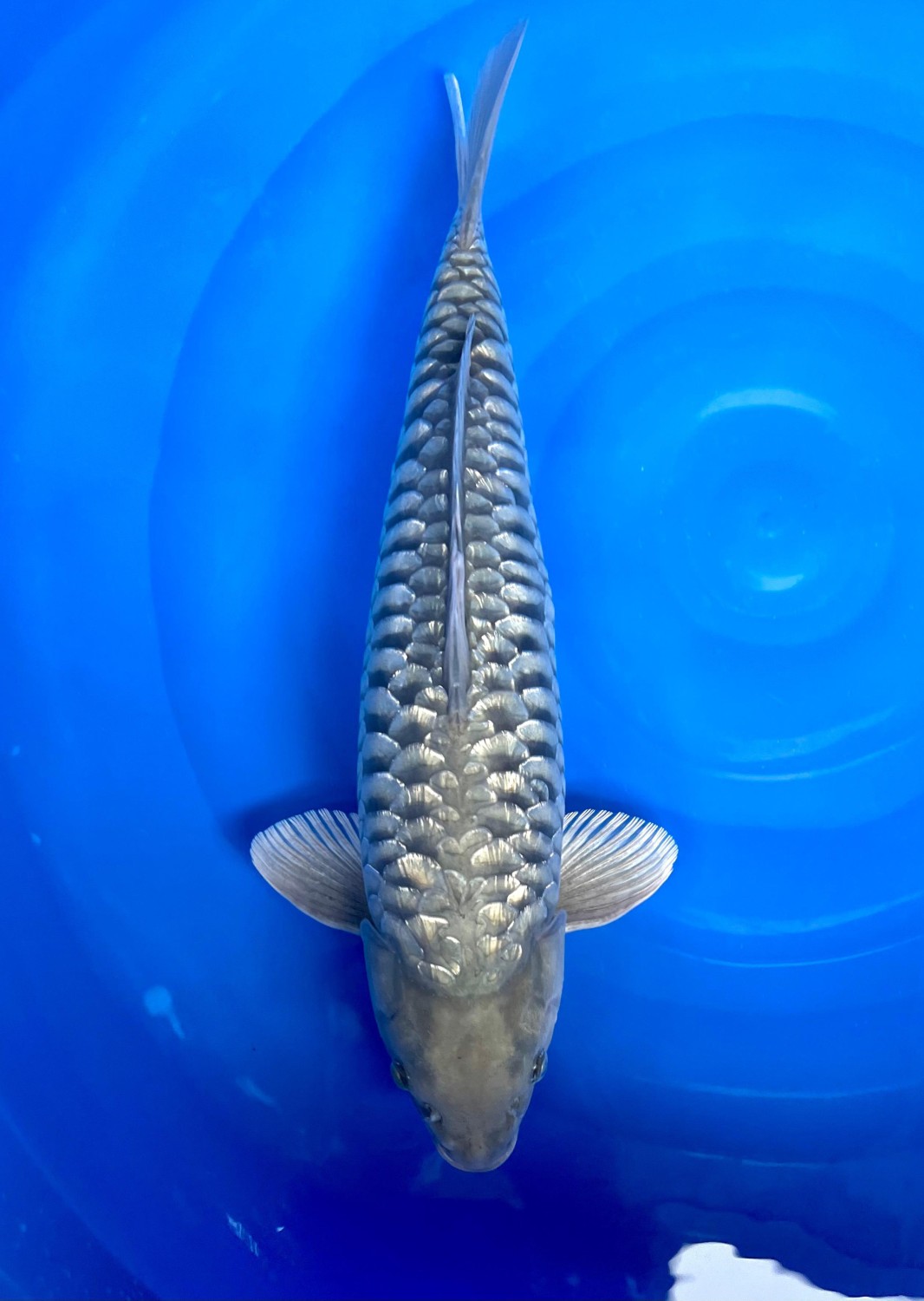 Best In Size F, 51 - 55 cm