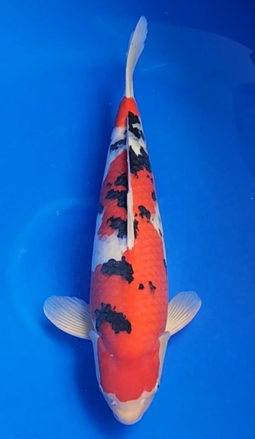 Juara 1