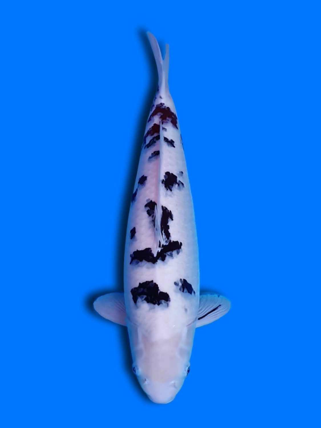 Best In Size D, 56 - 60 cm
