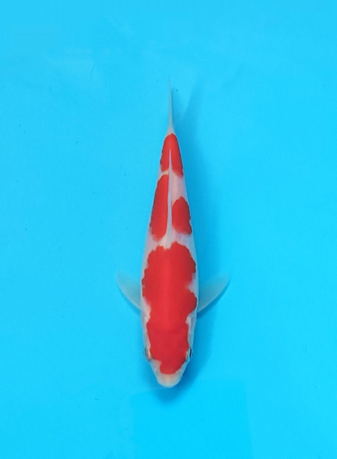 Juara 1