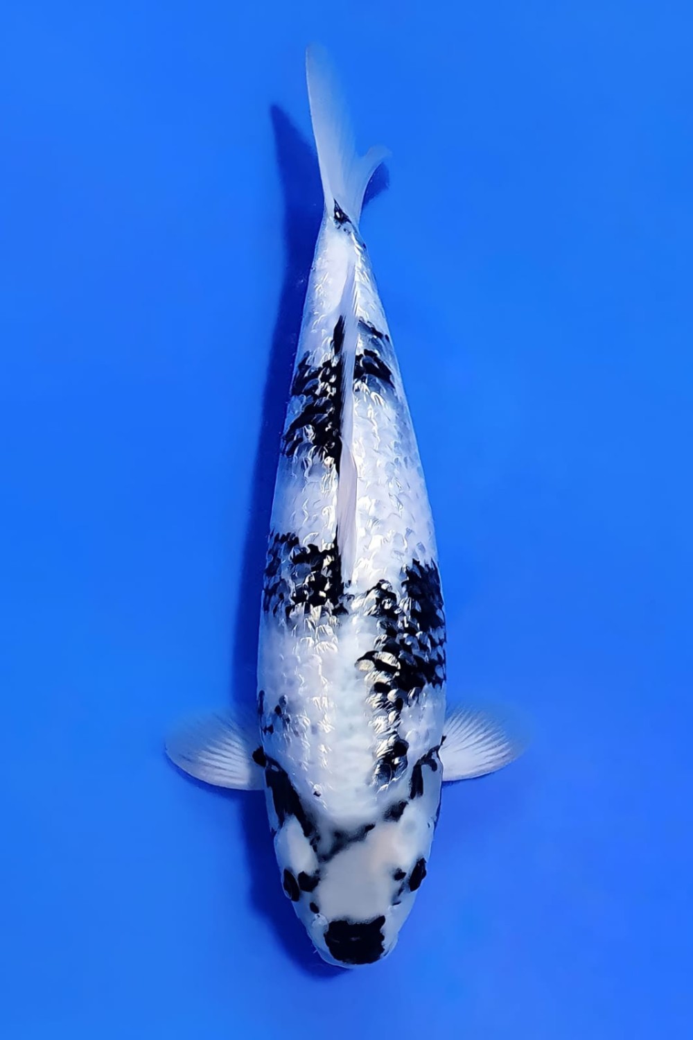 Juara 1