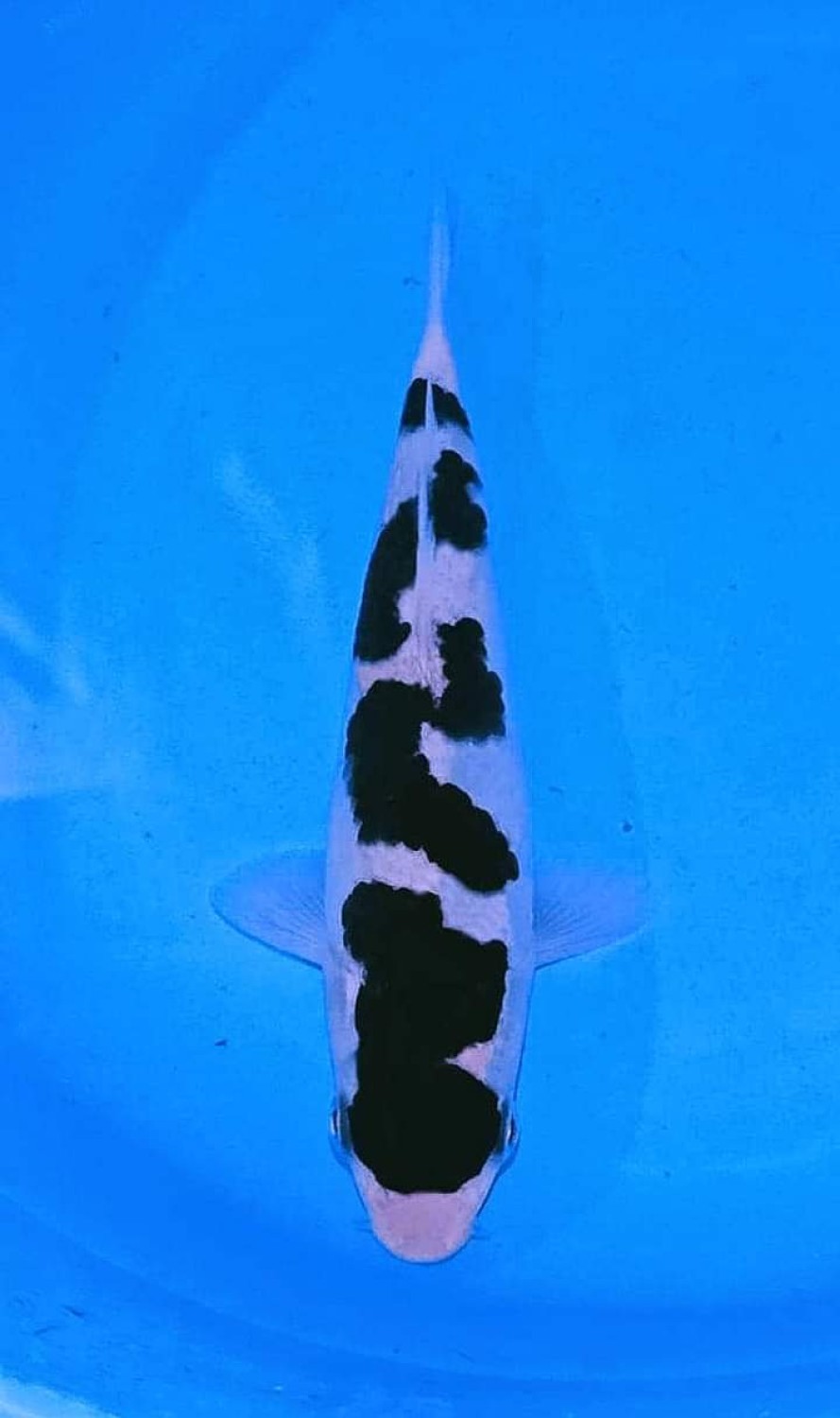 Juara 4