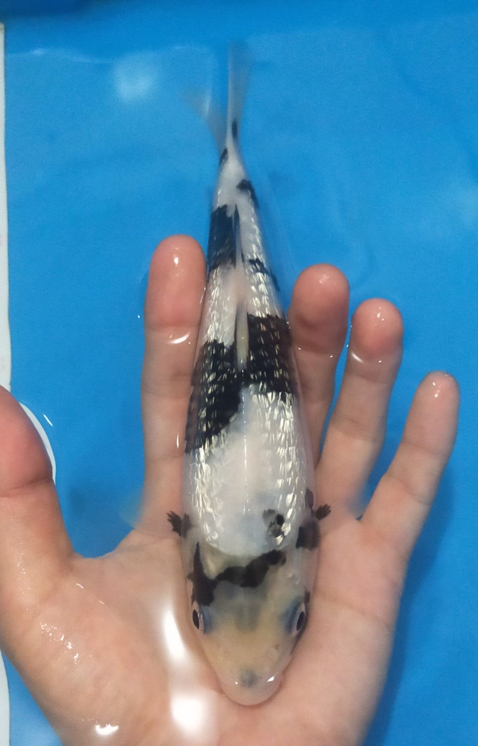 Juara 5