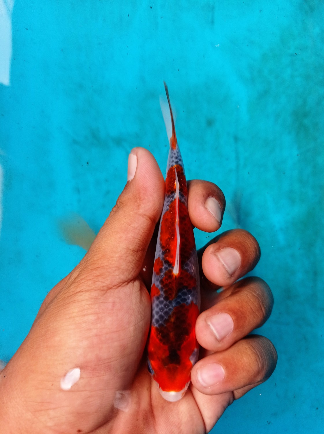 Juara 1