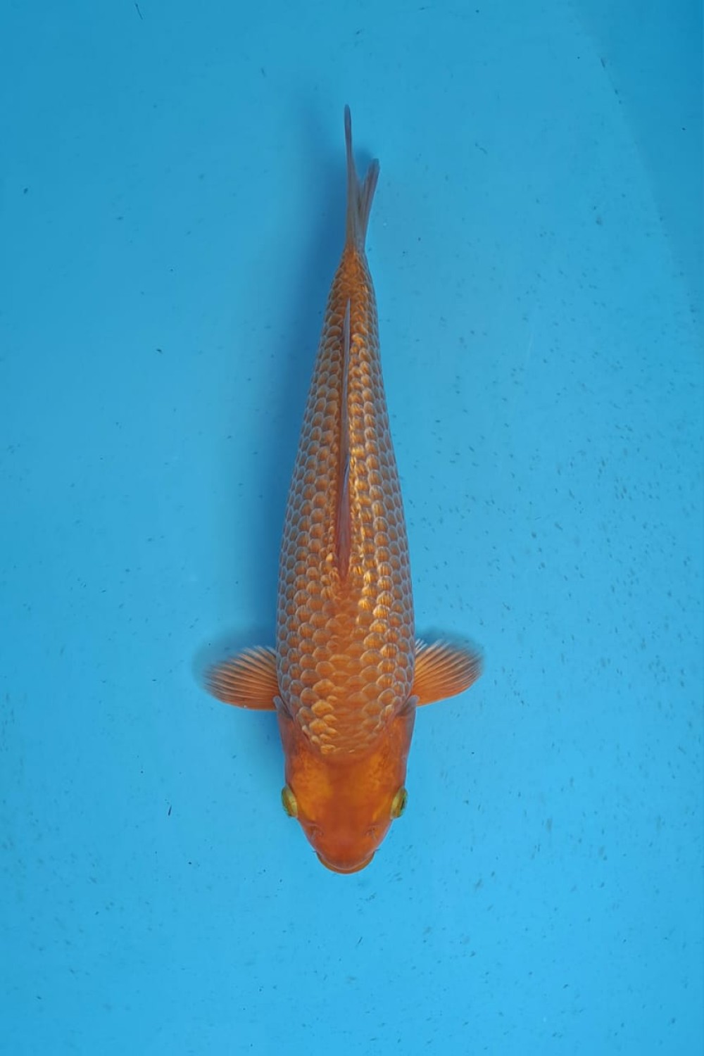 Juara 2