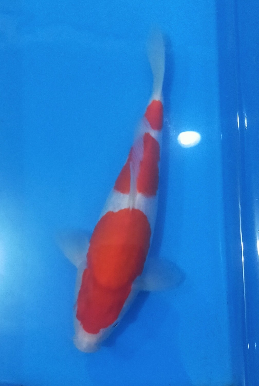 Juara 3
