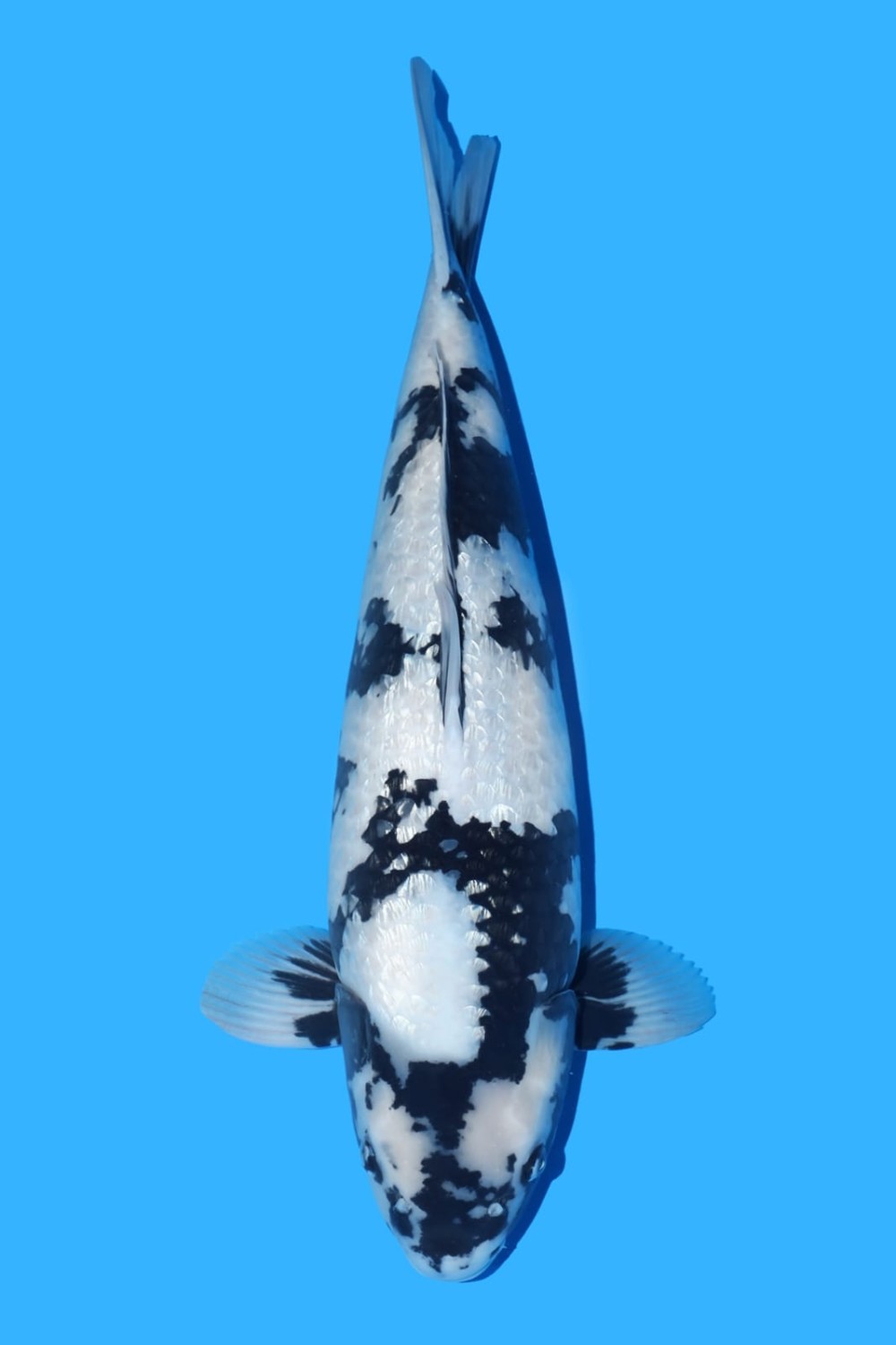 Juara 1