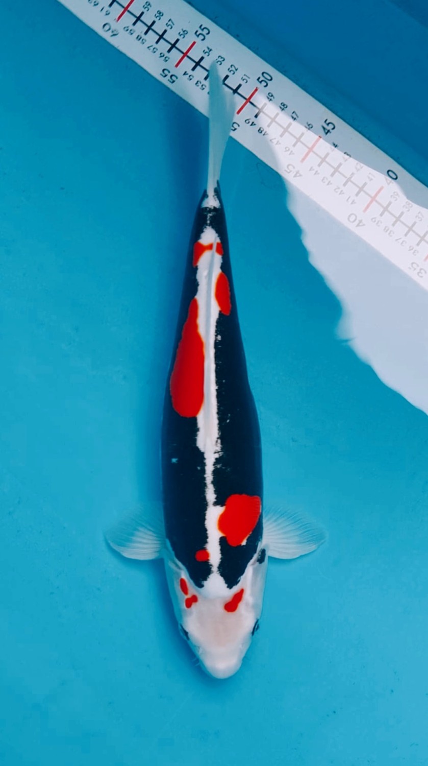 Juara 1
