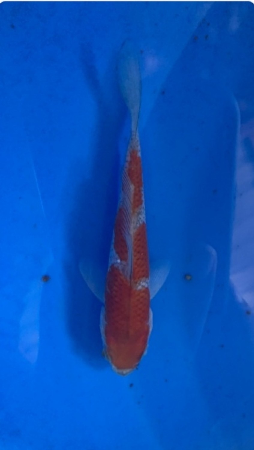 Juara 1