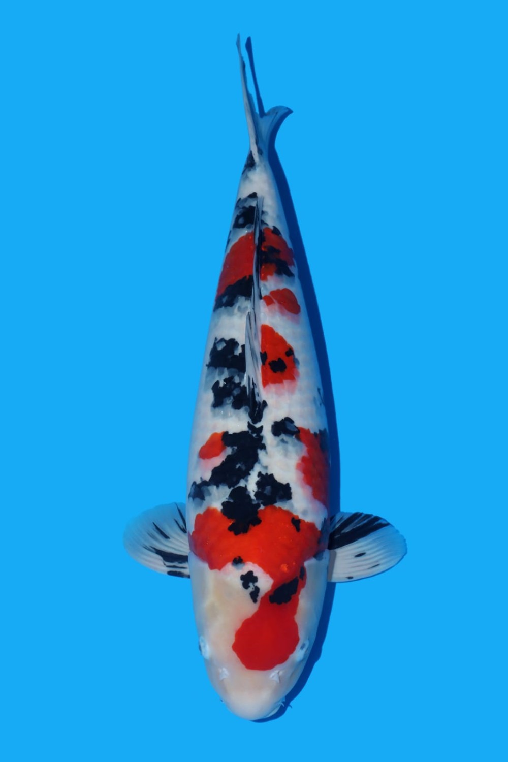 Best In Size A, 56 - 60 cm