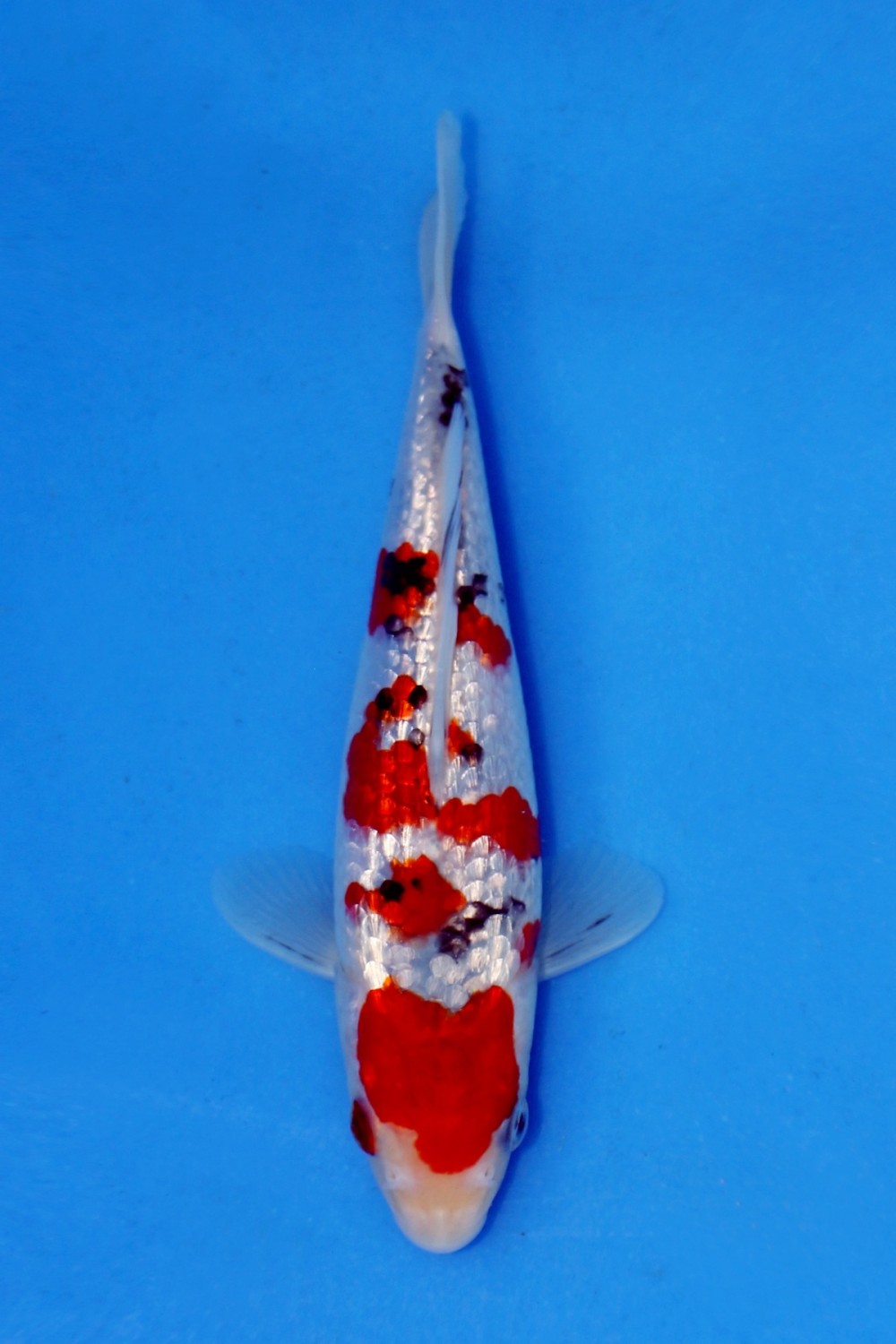Juara 1