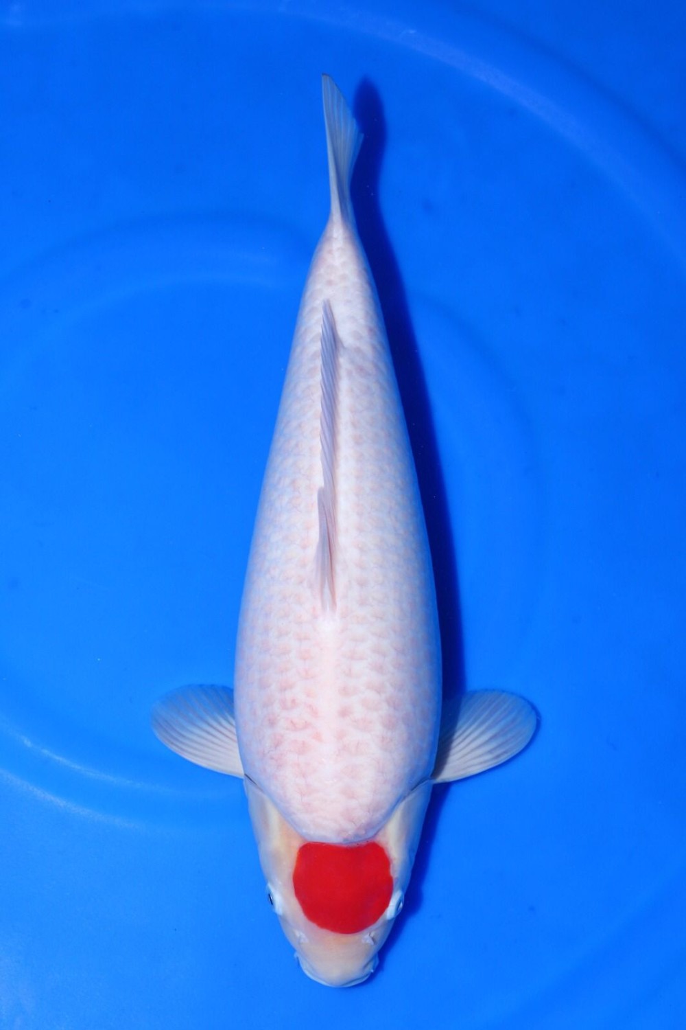 Juara 2