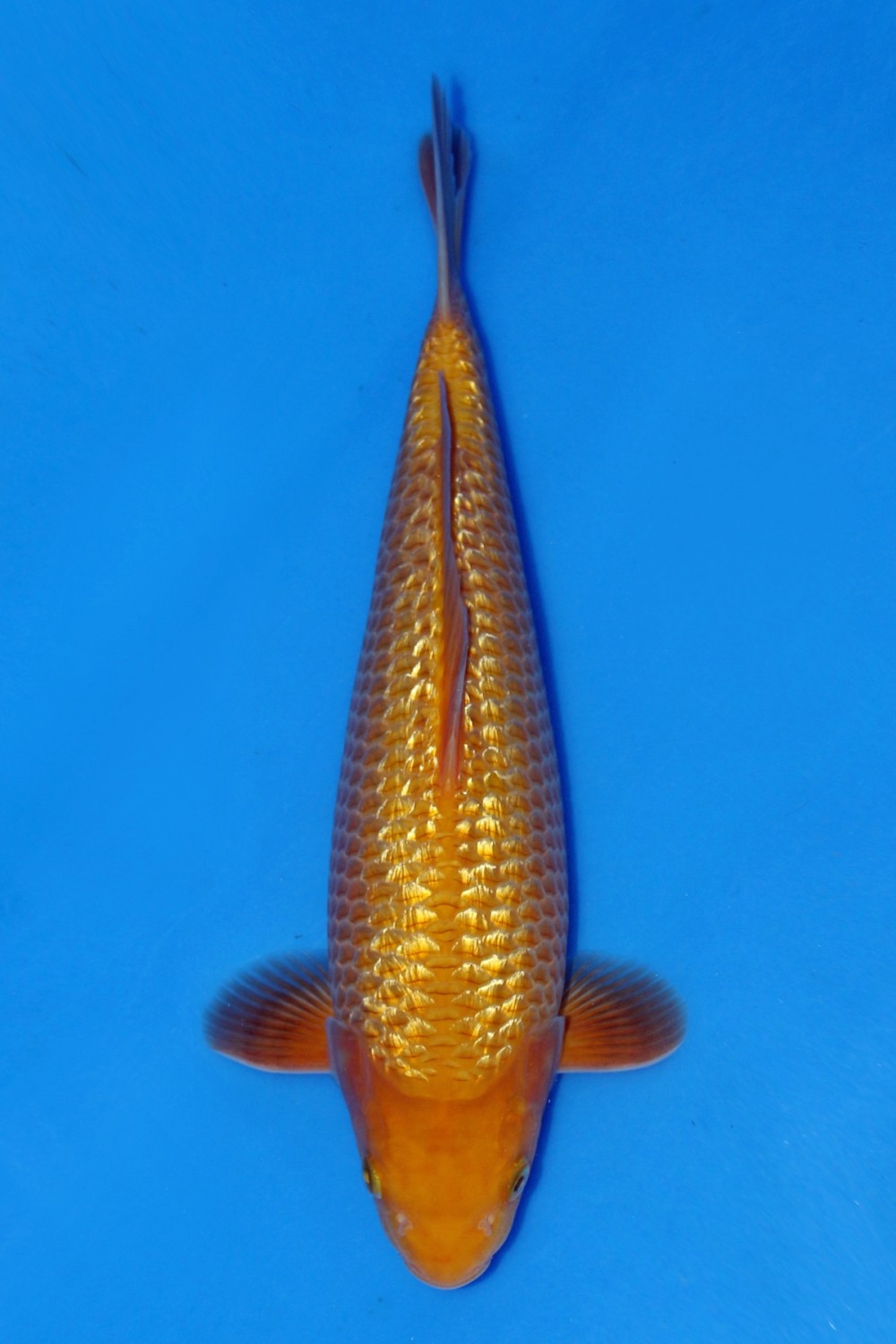 Juara 4