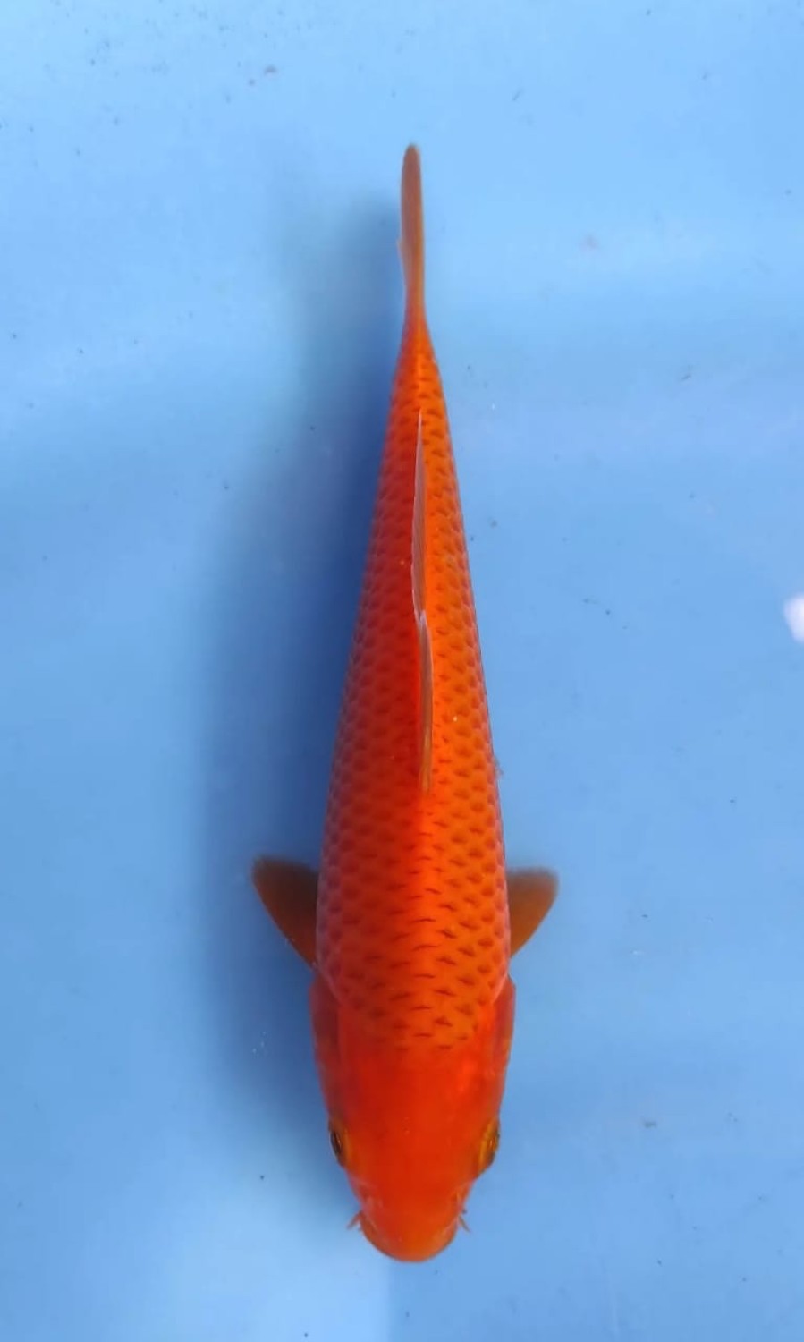 Juara 2