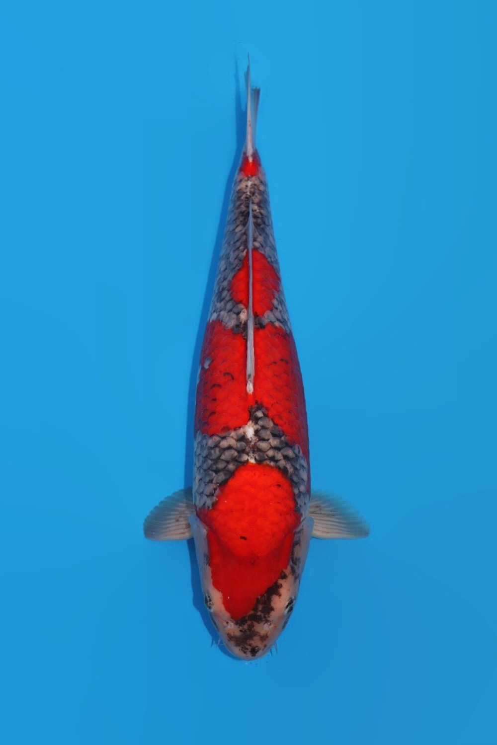 Juara 2