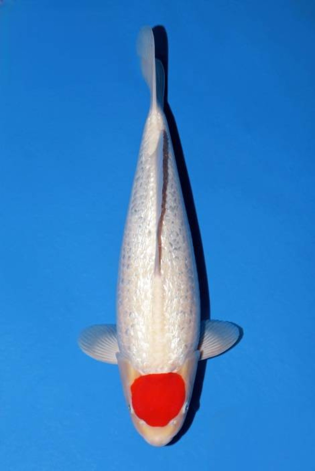 Best In Size D, 41 - 45 cm