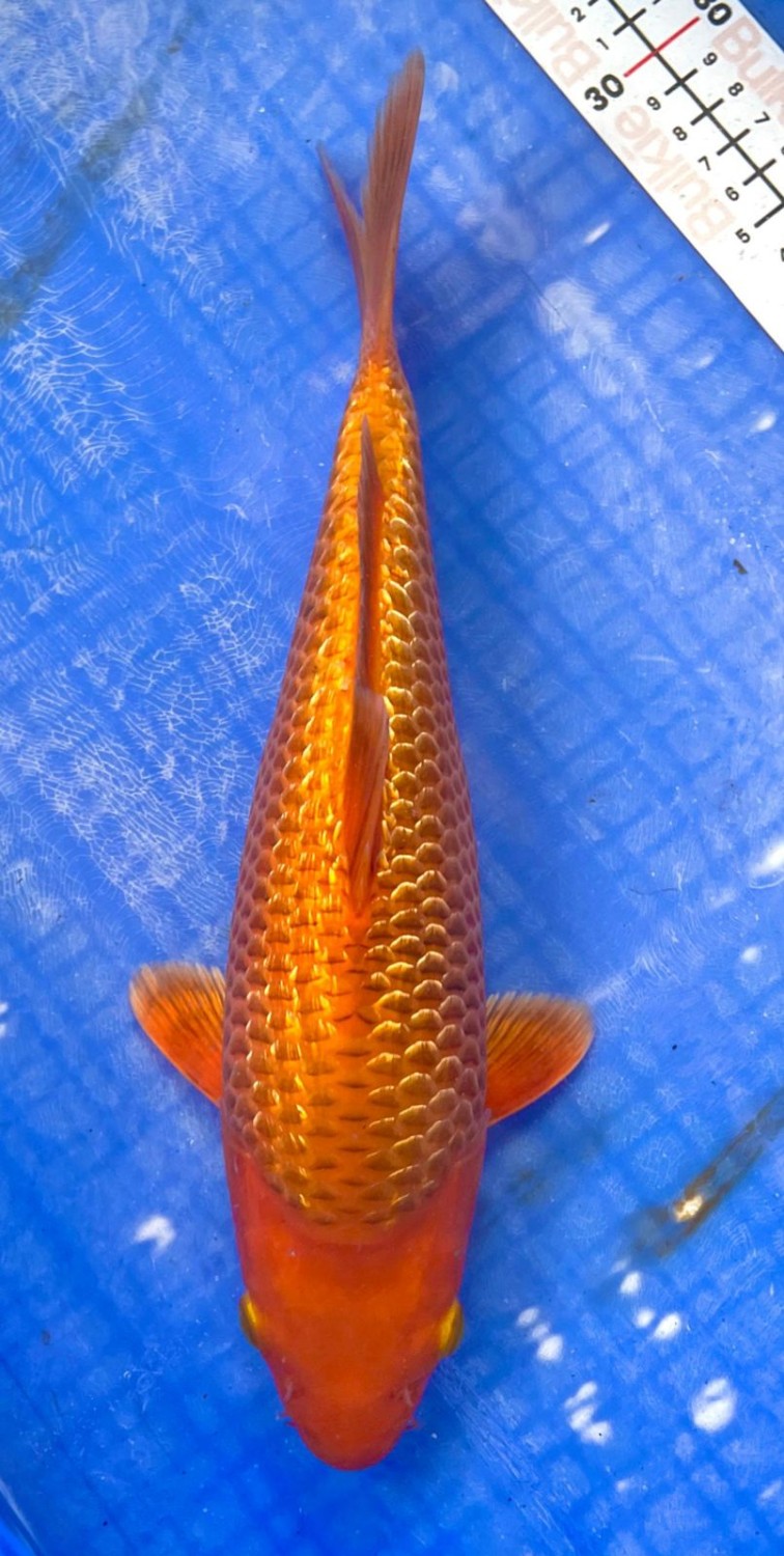 Juara 2